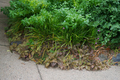 Pseuderanthemum alatum