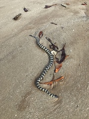 Hydrelaps darwiniensis