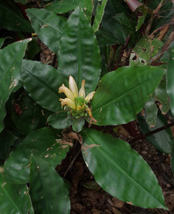 Costus varzearum