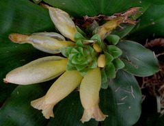 Costus varzearum