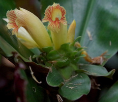 Costus varzearum