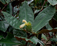 Costus varzearum
