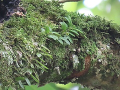 Gastrochilus formosanus