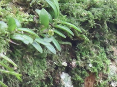 Gastrochilus formosanus