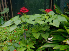 Clerodendrum intermedium