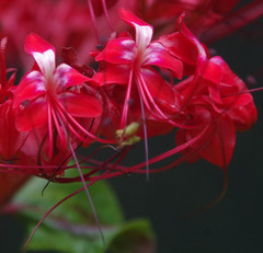Clerodendrum intermedium