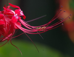 Clerodendrum intermedium