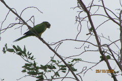 Eupsittula cactorum