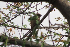 Agelaioides fringillarius