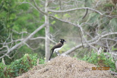 Cyanocorax cyanopogon