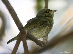 Ceratopipra rubrocapilla