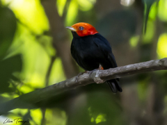 Ceratopipra rubrocapilla