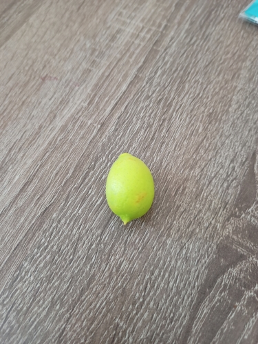 Citrus sudachi iNat (2)