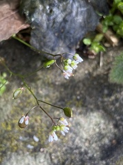Draba verna