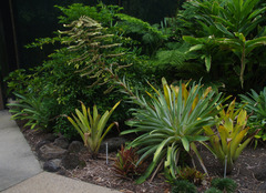 Alcantarea geniculata