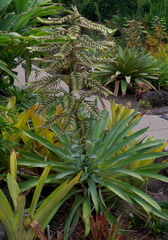 Alcantarea geniculata