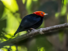 Ceratopipra rubrocapilla