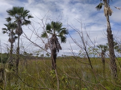 Copernicia prunifera