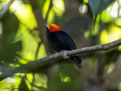 Ceratopipra rubrocapilla