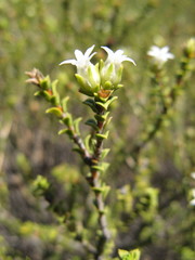 Euchaetis pungens