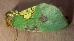 Ectolopha viridescens