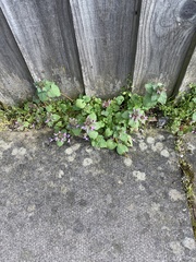 Lamium purpureum