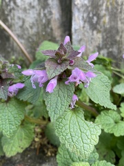 Lamium purpureum