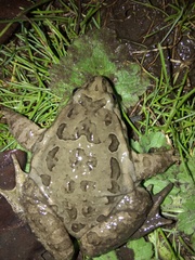 Discoglossus galganoi