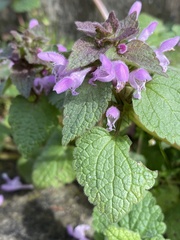 Lamium purpureum