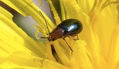 Podagrica fuscicornis