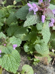 Lamium purpureum