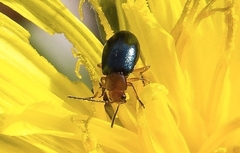 Podagrica fuscicornis