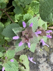Lamium purpureum