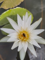 Nymphaea pulchella