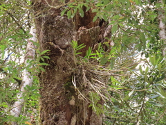 Dendrobium chryseum