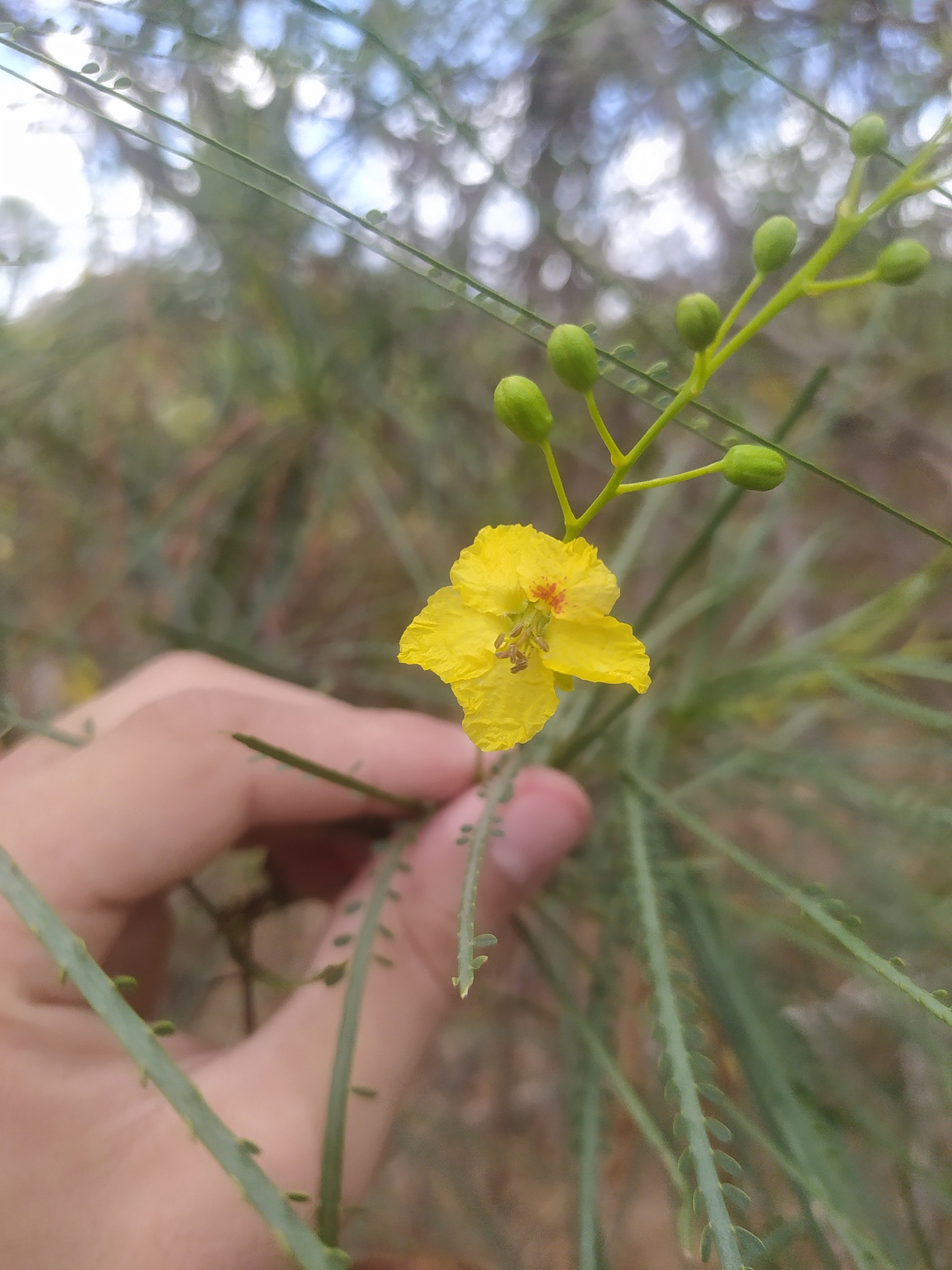 Parkinsonia aculeata