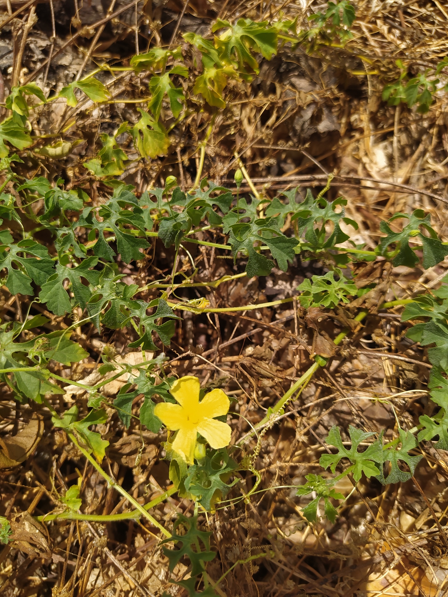 Momordica charantia