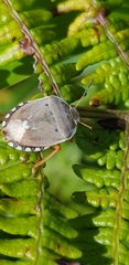 Erachtheus lutulentus