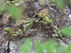 Bulbophyllum albociliatum