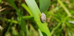 Erachtheus lutulentus