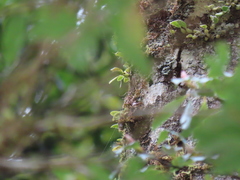 Bulbophyllum albociliatum