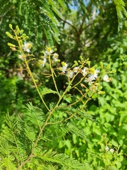 Dichrostachys