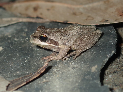 Fawn Treefrog, Rawlinsonia verreauxii