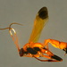 Ctenochares bicolorus - Photo (c) Donald Hobern, osa oikeuksista pidätetään (CC BY)