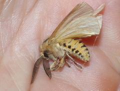 Acantharctia latifasciata
