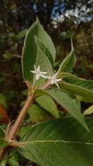 Sabicea diversifolia