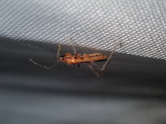 Micropolytoxus hackeri