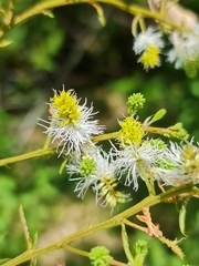 Dichrostachys