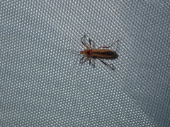 Micropolytoxus hackeri