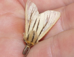 Acantharctia latifasciata